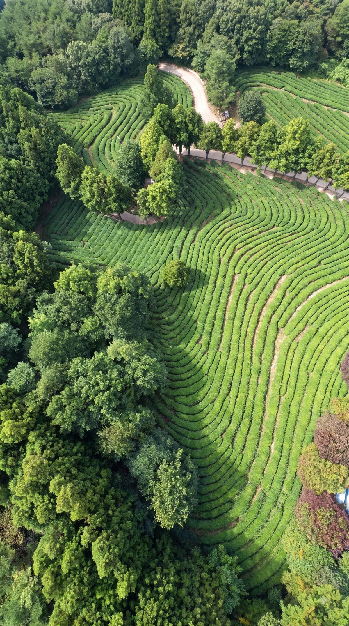 Terraced green tea fields curving over hillsides
