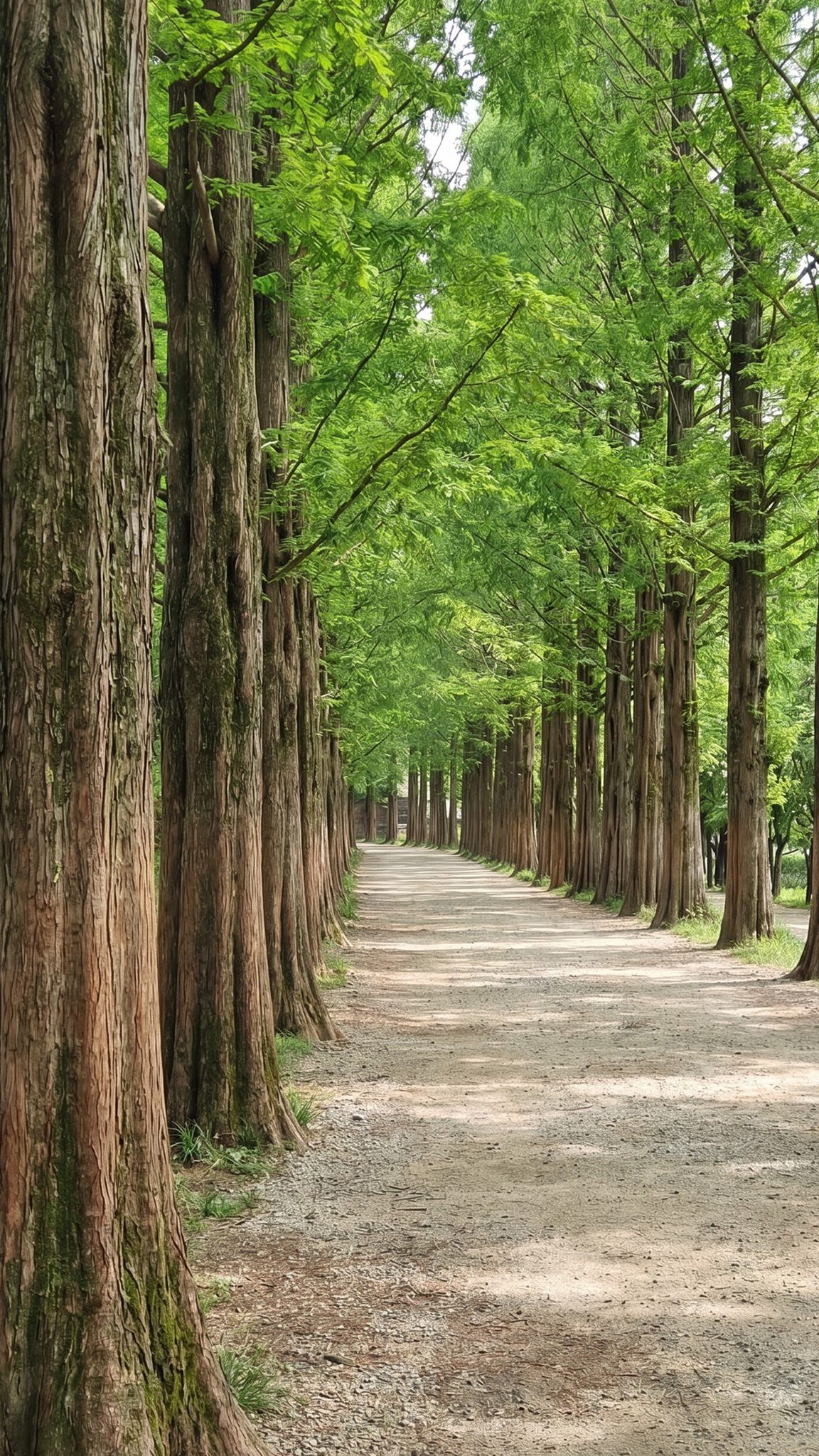 Path through the tall bamboo of Juknokwon